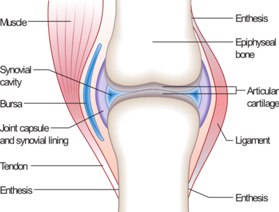 A diagram showing the structure of the knee.