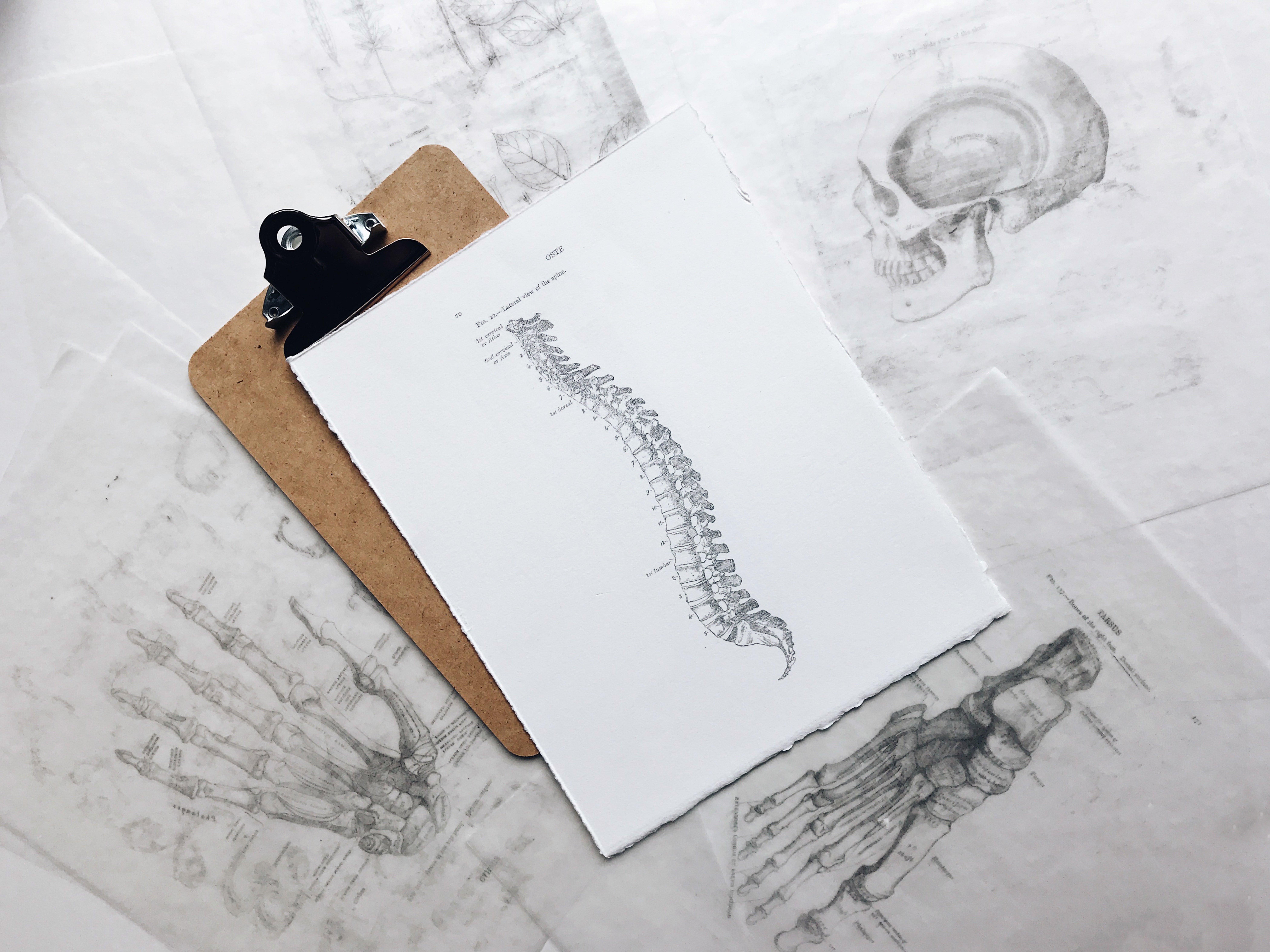 A clipboard with a drawing of a skeleton on it.