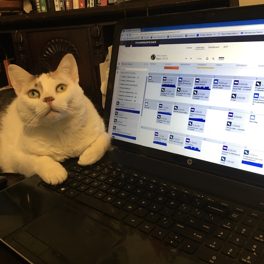Coaching mentorships include help with data analysis. Cat not included.